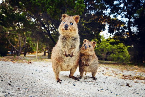 Rottnest Island All-Inclusive Grand Island Tour From Fremantle - Events Australia 5