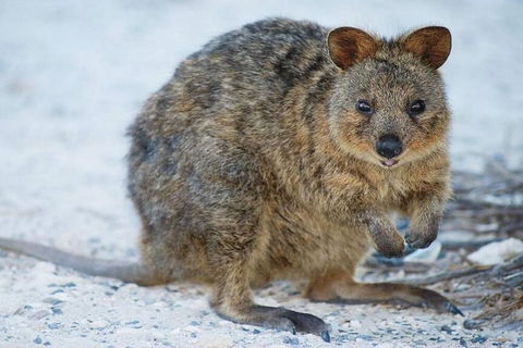 Rottnest Island Bayseeker Day Trip From Perth - Events Australia 2