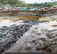 Hartley's Crocodile Adventures Day Trip from Palm Cove - Events Australia