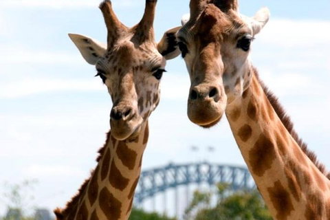 Sydney Harbour Ferry With Taronga Zoo Entry Ticket - Events Australia 1