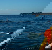 Mornington Peninsula Kayak Coastline Tour of Dolphin Sanctuary - Events Australia