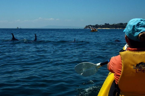 Mornington Peninsula Kayak Coastline Tour Of Dolphin Sanctuary - Events Australia 0