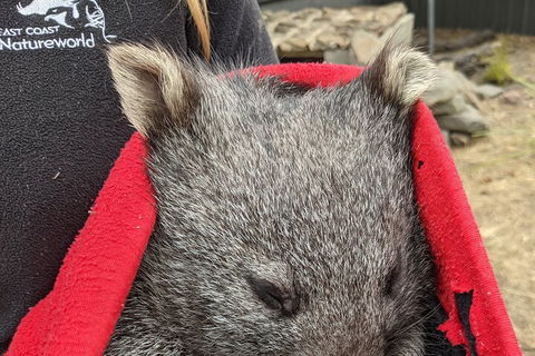 2-Day Tas East Coast Escape Tour Including Bay Of Fires, Wineglass Bay & Devils - Events Australia 3