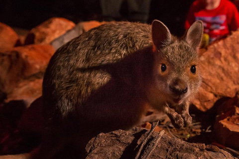 Alice Springs Desert Park Nocturnal Tour - Events Australia 3