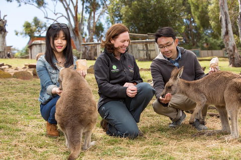 Bonorong Wildlife Park And Richmond Afternoon Tour From Hobart - Tourism Bookings 1
