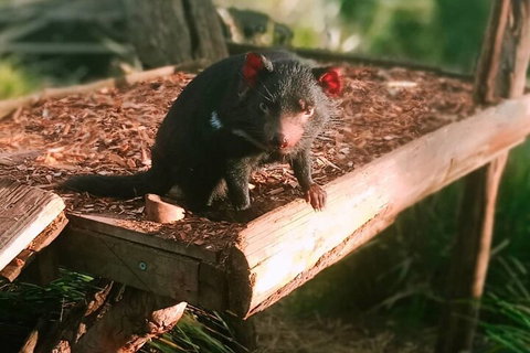 Bonorong Wildlife Park And Richmond Afternoon Tour From Hobart - Tourism Bookings 4