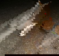 Private Tour to Paronella Park Historic Village Herberton and wild life Wallaby - Events Australia