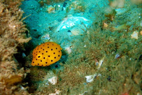 Wave Break Island Scuba Diving On The Gold Coast - Events Australia 3