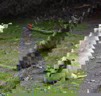 Full-Day Guided Bruny Island Tour from Hobart - Events Australia