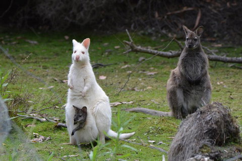 Full-Day Guided Bruny Island Tour From Hobart - Events Australia 0
