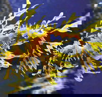 SEA LIFE Melbourne Aquarium Admission Ticket - Events Australia