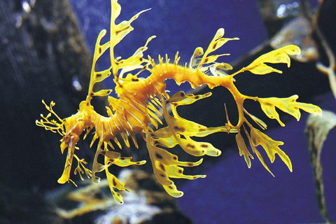 SEA LIFE Melbourne Aquarium Admission Ticket - Events Australia 0