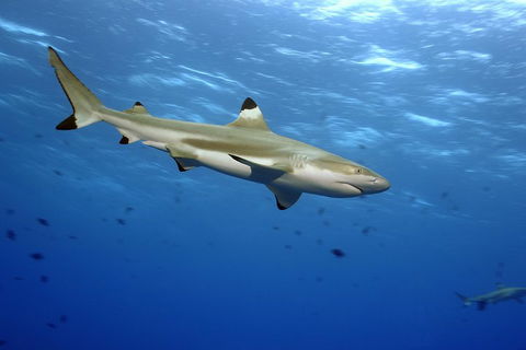 SEA LIFE Melbourne Aquarium Admission Ticket - Events Australia 3