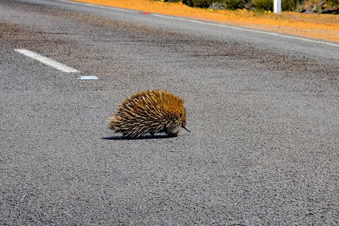 Kangaroo Island Luxury Small Group 'Flinders Chase Focus' Full Day Tour - Events Australia 3