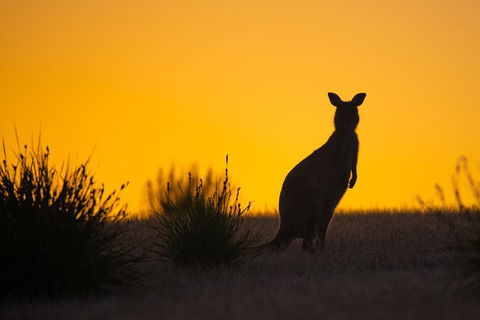 Kangaroo Island Luxury Small Group 'Flinders Chase Focus' Full Day Tour - Events Australia 5