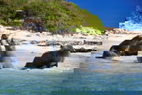 Dolphin Penguin and Sea Lion Cruise, Perth