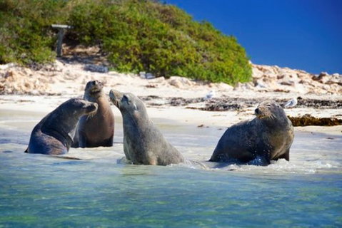 Dolphin, Penguin And Sea Lion Cruise - Events Australia 0