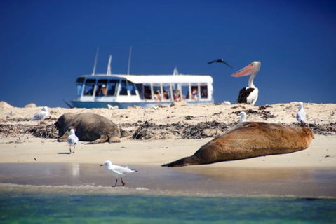 Dolphin, Penguin And Sea Lion Cruise - Events Australia 1