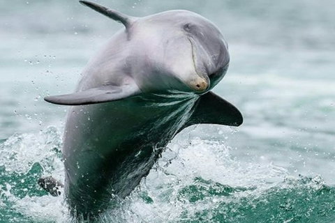 Dolphin, Penguin And Sea Lion Cruise - Events Australia 2