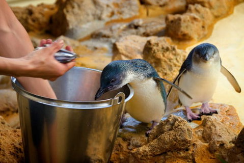 Dolphin, Penguin And Sea Lion Cruise - Events Australia 3