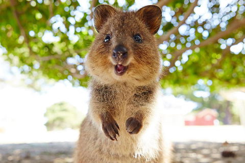 Discover Rottnest With Ferry & Bus Tour From Perth Or Fremantle - Events Australia 0