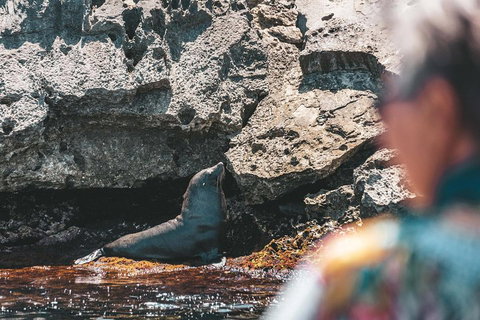 Adventure Rottnest Tour With Ferry & Adventure Cruise From Perth Or Fremantle - Tourism Bookings 1
