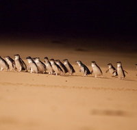 Phillip Island Penguin Parade Express Tour from Melbourne - Tourism Bookings