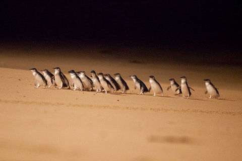 Phillip Island Penguin Parade Express Tour From Melbourne - Tourism Bookings 0