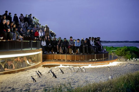 Phillip Island Penguin Parade Express Tour From Melbourne - Tourism Bookings 3