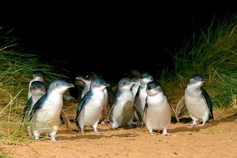 Phillip Island Penguin Parade Express Tour From Melbourne - Tourism Bookings 5