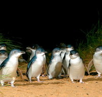 Puffing Billy Moonlit Sanctuary  Penguins Day Tour - Tourism Bookings