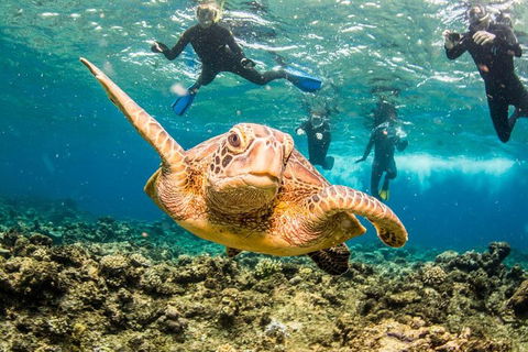 Great Barrier Reef Diving And Snorkeling Cruise From Cairns - Events Australia 3