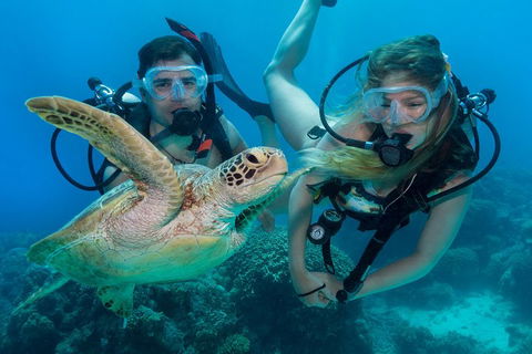 Great Barrier Reef Diving And Snorkeling Cruise From Cairns - Events Australia 4