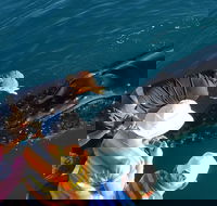 AOC Whale Watching from Broome - Events Australia