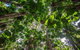 5 Day Australia Retreat: Queensland Daintree - thumb 2