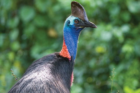 5 Day Australia Retreat: Queensland Daintree - Tourism Bookings 3