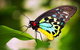 Australian Butterfly Sanctuary - thumb 4