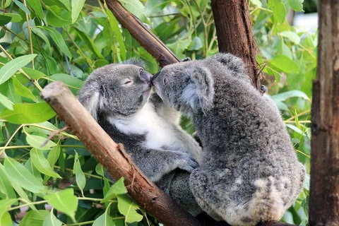Classic Kuranda By Skyrail And Scenic Railway Including Rainforestation, Koala And Wildlife Park And Pamagirri Aboriginal Experi - Tourism Bookings 3
