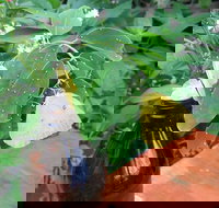 Australian Butterfly Sanctuary- Virtual Interactive Tour With Private Guide - Events Australia