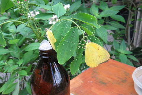 Australian Butterfly Sanctuary- Virtual Interactive Tour With Private Guide - Events Australia 0