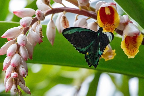 Australian Butterfly Sanctuary- Virtual Interactive Tour With Private Guide - Events Australia 2