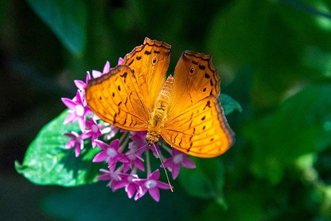 Australian Butterfly Sanctuary- Virtual Interactive Tour With Private Guide - Events Australia 3