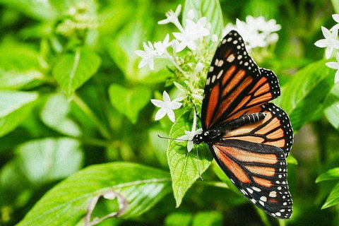 Australian Butterfly Sanctuary- Virtual Interactive Tour With Private Guide - Events Australia 4