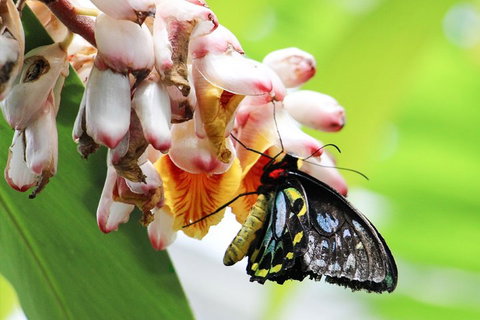 Australian Butterfly Sanctuary- Virtual Interactive Tour With Private Guide - Events Australia 5