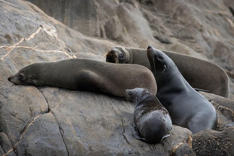 Kangaroo Island Ocean Safari - Snorkeling Safari - Events Australia 0