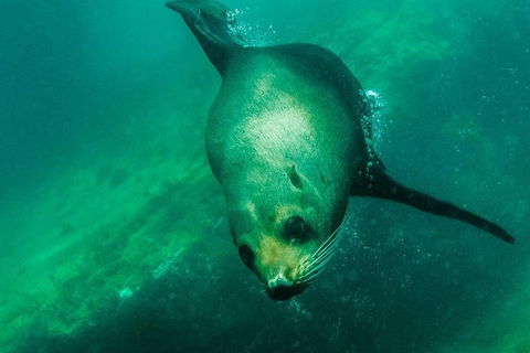 Kangaroo Island Ocean Safari - Snorkeling Safari - Events Australia 1