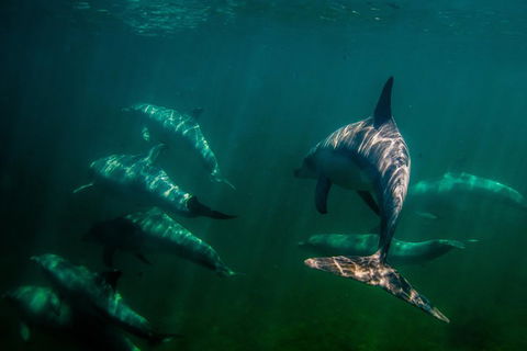 Kangaroo Island Ocean Safari - Snorkeling Safari - Events Australia 2