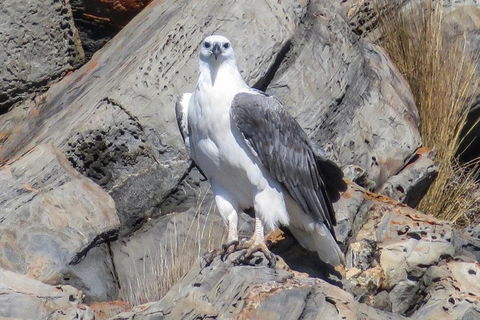 Kangaroo Island Ocean Safari - Snorkeling Safari - Events Australia 4