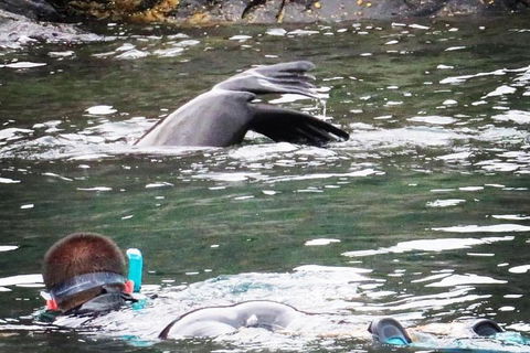 Kangaroo Island Ocean Safari - Snorkeling Safari - Events Australia 5