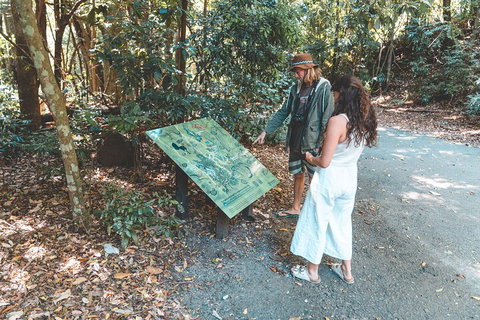 Springbrook AndTamborine Rainforest Tour Incl Natural Bridge And Glow Worm Cave - Events Australia 5